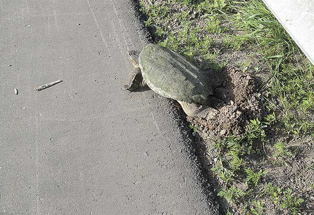 DNR asks motorists to ‘give turtles a brake’